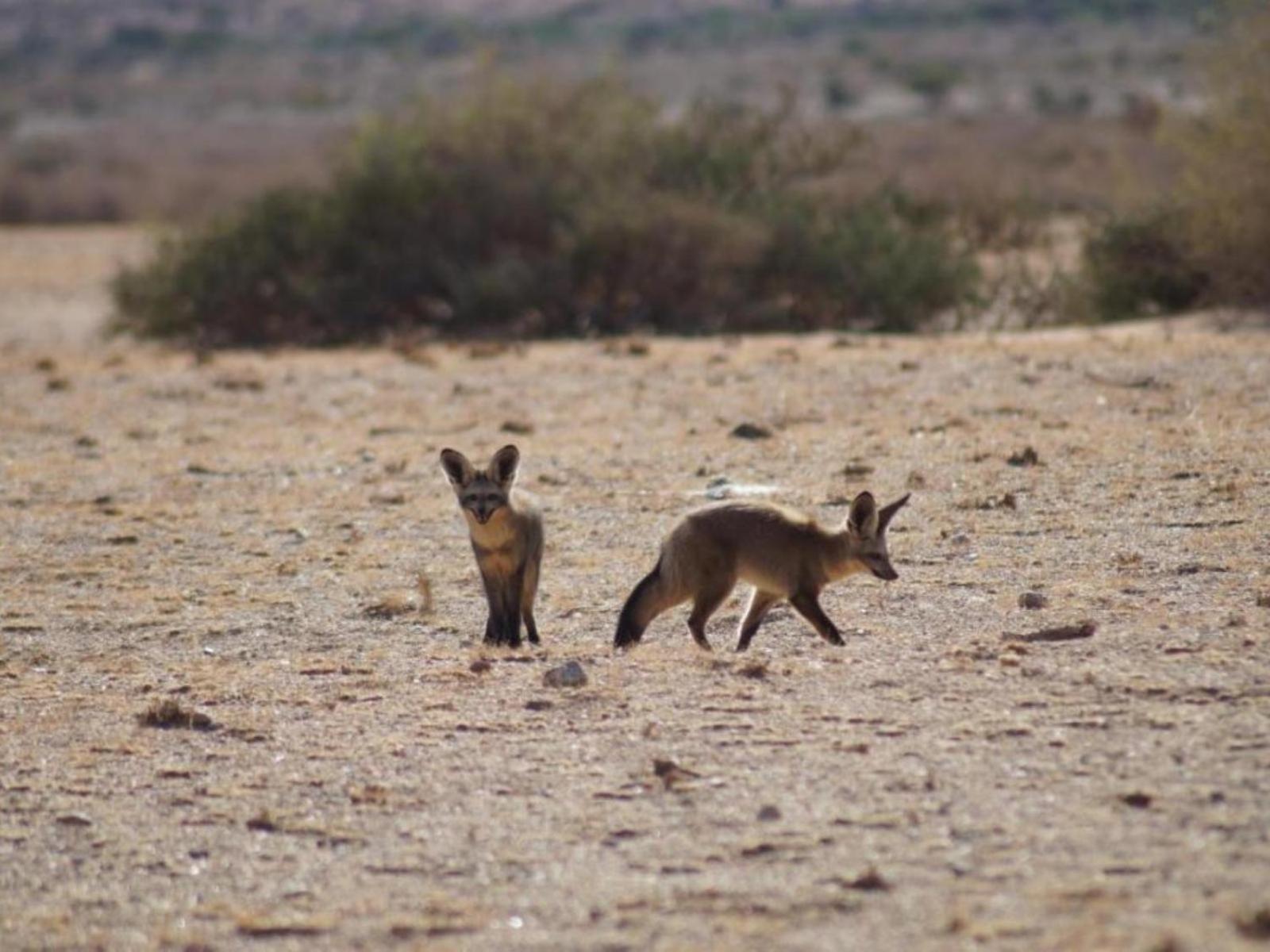 Camp Gecko - Private Nature Reserve; Tented Camp And Campsite Solitaire Extérieur photo