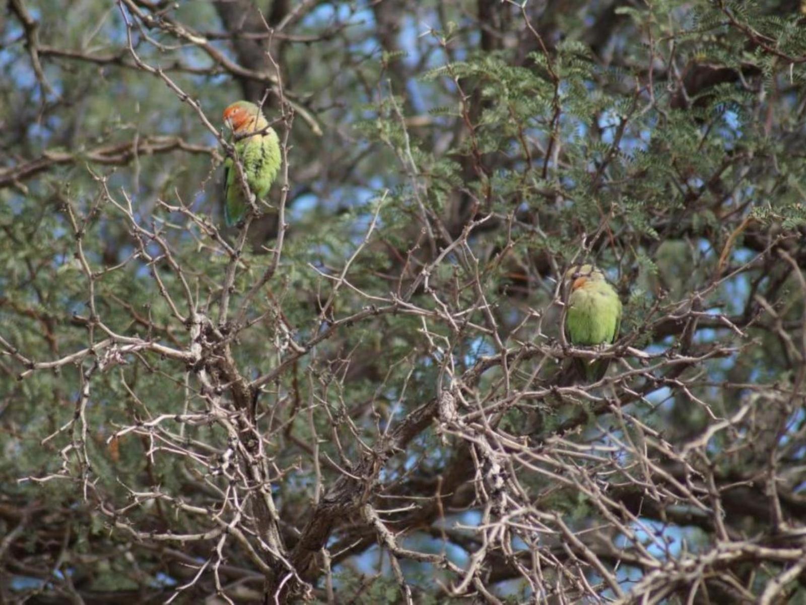 Camp Gecko - Private Nature Reserve; Tented Camp And Campsite Solitaire Extérieur photo