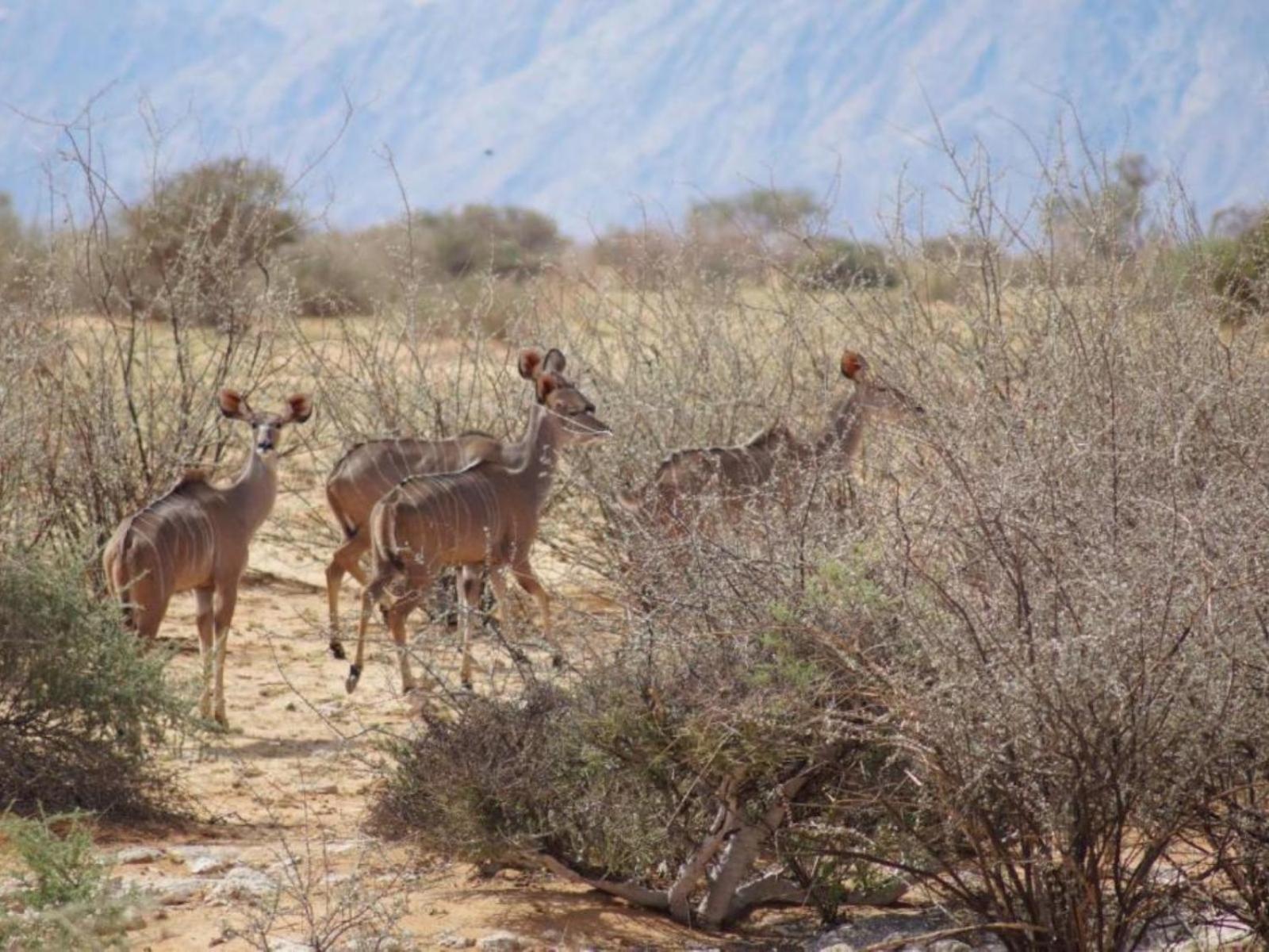 Camp Gecko - Private Nature Reserve; Tented Camp And Campsite Solitaire Extérieur photo